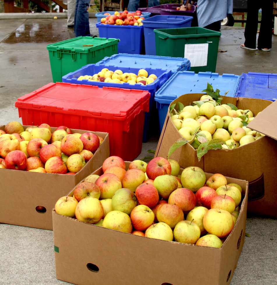 Donated Apples Ready For The Food Bank